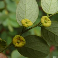 Phyllanthus retusus Dennst.